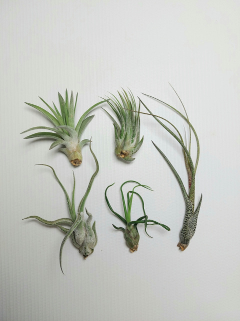 Zestaw | Oplątwy Mini | 5x Tillandsia Baby