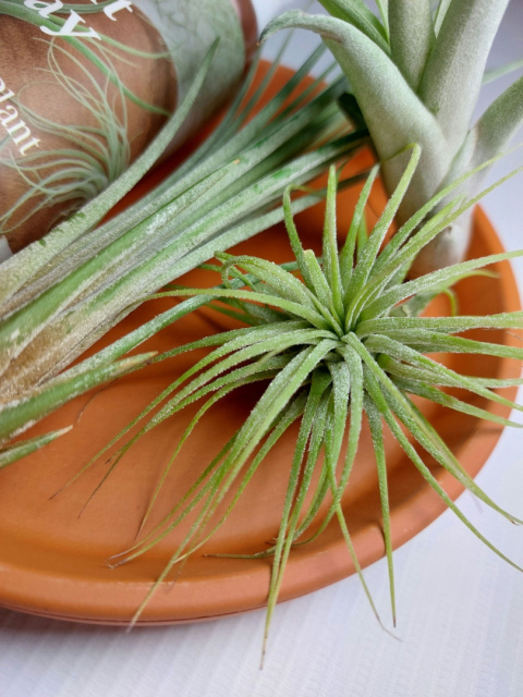 Zestaw | Oplątwy dla początkujących | 3x Tillandsia + Nawóz