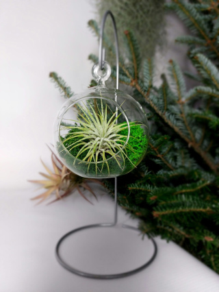 Żywa Bombka | Oplątwa w szkle | Tillandsia Ionantha Green