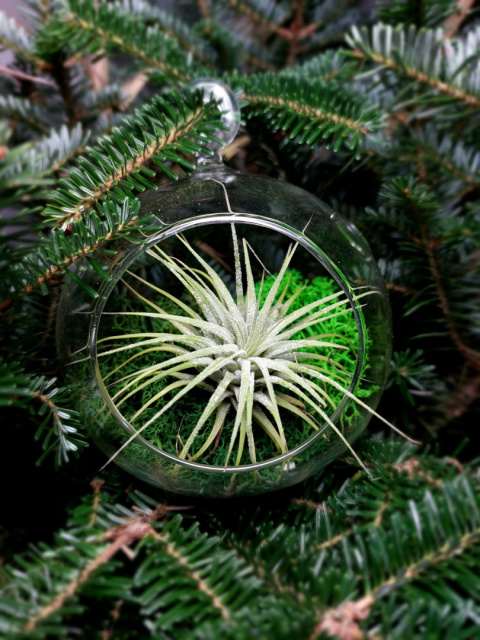 Żywa Bombka | Oplątwa w szkle | Tillandsia Ionantha Green