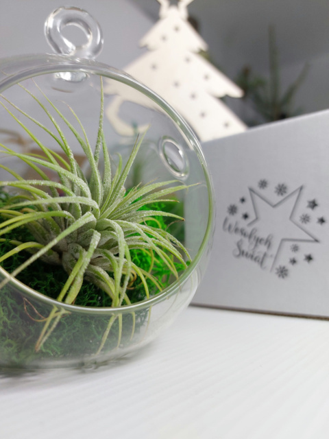 Żywa Bombka | Oplątwa w szkle | Tillandsia Ionantha Green