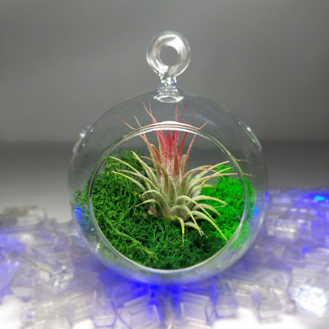 Żywa Bombka | Oplątwa w szkle | Tillandsia Ionantha Red