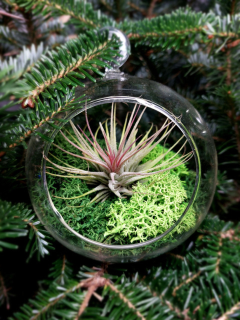 Żywa Bombka | Oplątwa w szkle | Tillandsia Ionantha Red