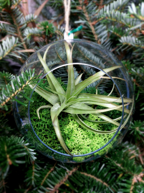 Żywa bombka XL | Oplątwa w kuli | Tillandsia Capitata Peach Green