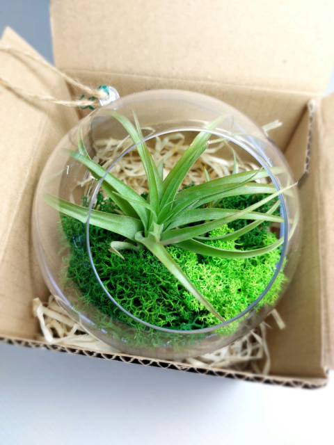 Żywa bombka XL | Oplątwa w kuli | Tillandsia Capitata Peach Green