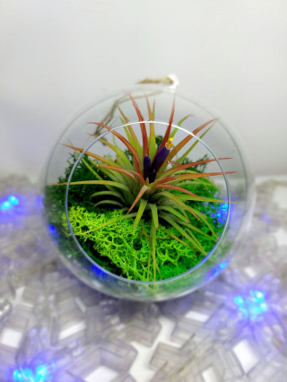 Żywa bombka XL | Oplątwa w kuli | Tillandsia Ionantha Red