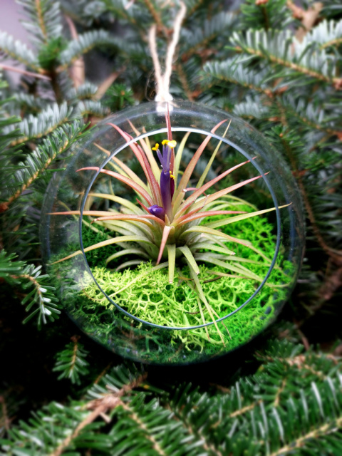 Żywa bombka XL | Oplątwa w kuli | Tillandsia Ionantha Red