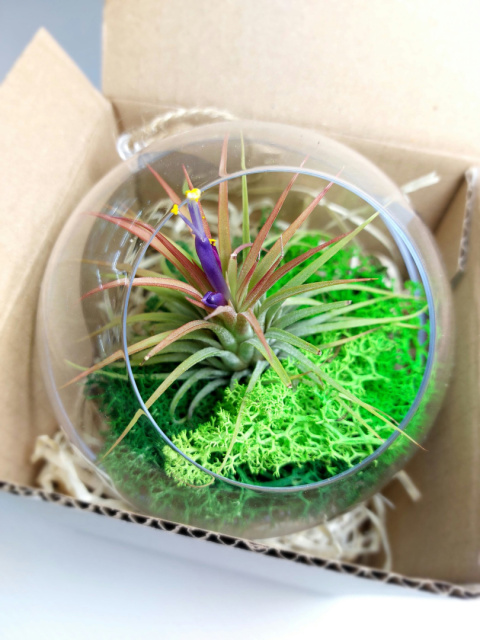 Żywa bombka XL | Oplątwa w kuli | Tillandsia Ionantha Red