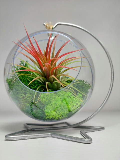 Żywa bombka XL | Oplątwa w kuli | Tillandsia Ionantha Red