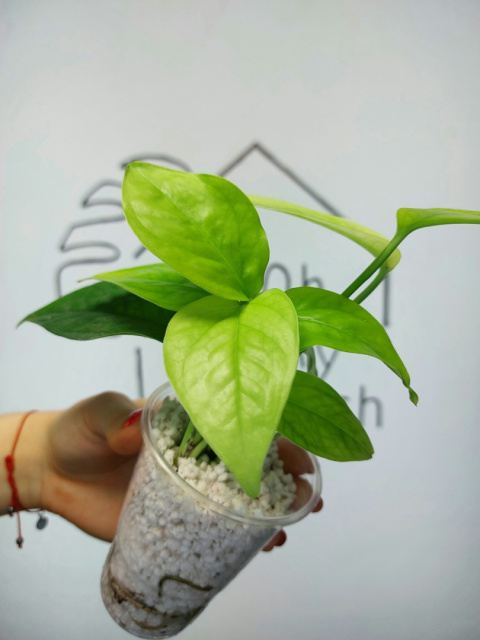 Epipremnum Pinnatum | 20-25cm