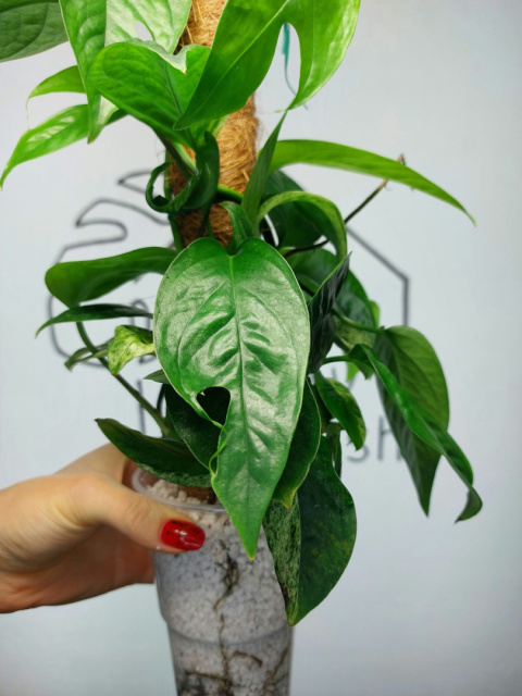 Epipremnum Pinnatum | 45-50cm