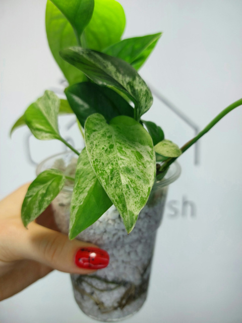 Epipremnum Pinnatum Marble | 20-25cm