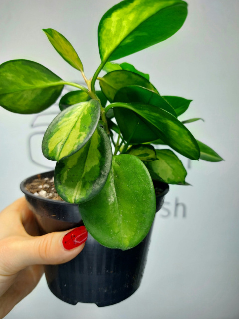 Hoya Carnosa Tricolor | 20cm