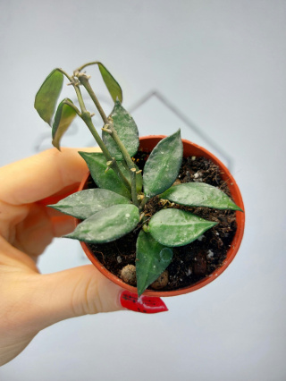 Hoya Krohniana Black Leaves | 10-15cm