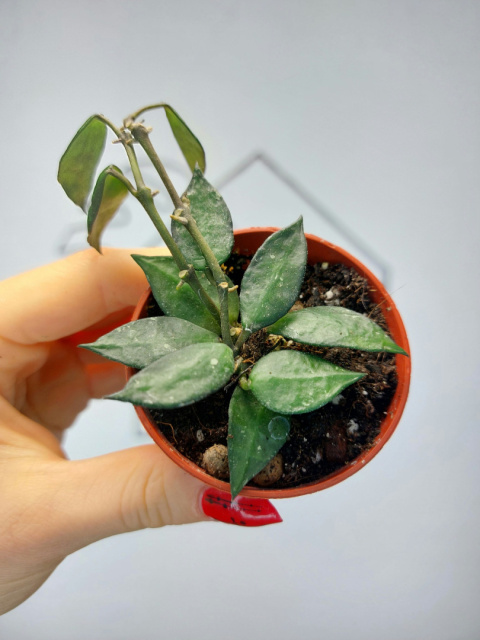 Hoya Krohniana Black Leaves | 10-15cm