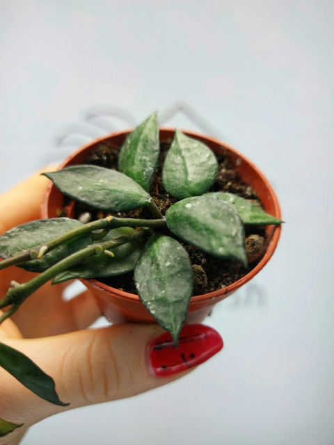 Hoya Krohniana Black Leaves | 10-15cm