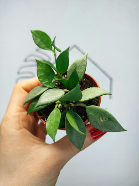 Hoya Lacunosa Mint | 10-15cm