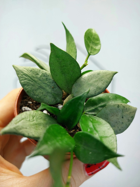 Hoya Lacunosa Mint | 10-15cm