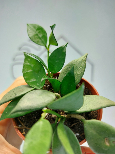 Hoya Lacunosa Mint | 10-15cm