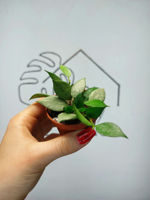 Hoya Lacunosa Mint | 10-15cm