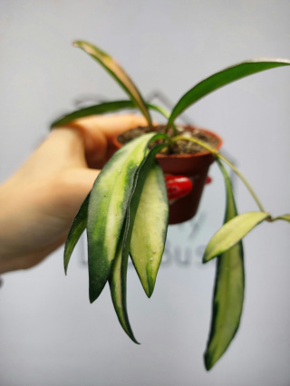 Hoya Wayetii Tricolor | 10cm