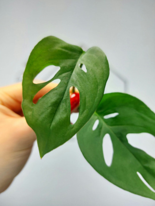 Monstera Acuminata | Szczyt