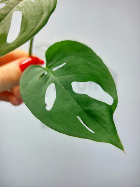 Monstera Acuminata | Szczyt