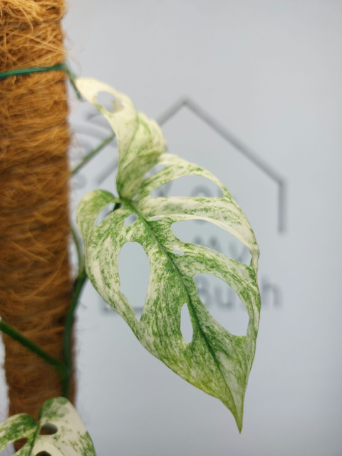 Monstera Acuminata Variegata Mint | Sadzonka 23 | 50cm