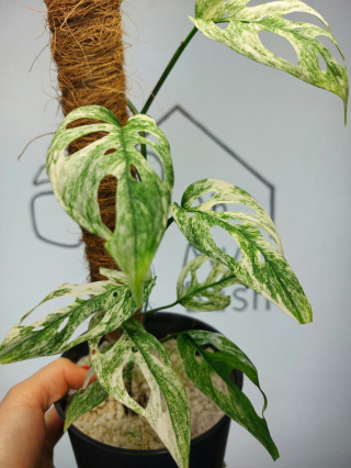 Monstera Acuminata Variegata Mint | Sadzonka 23 | 50cm