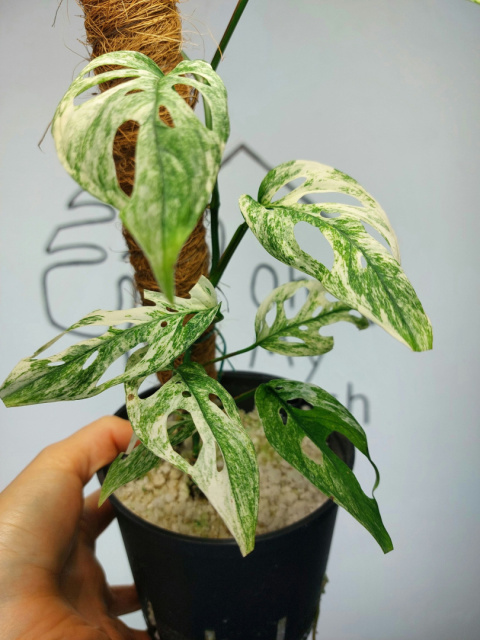 Monstera Acuminata Variegata Mint | Sadzonka 23 | 50cm