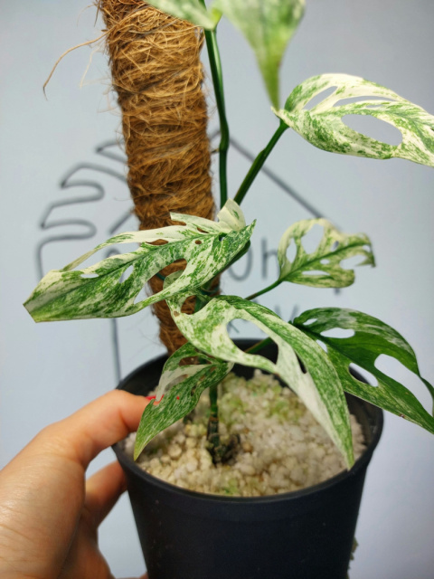 Monstera Acuminata Variegata Mint | Sadzonka 23 | 50cm