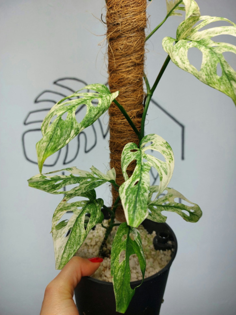 Monstera Acuminata Variegata Mint | Sadzonka 23 | 50cm