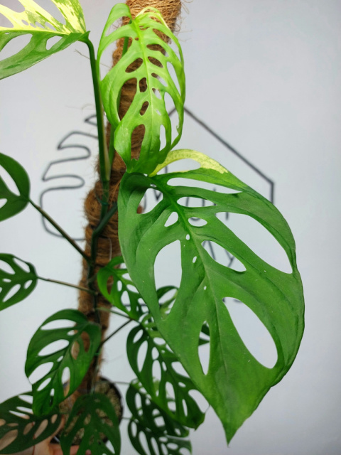 Monstera Acuminata Variegata | Sadzonka 24 | 65cm