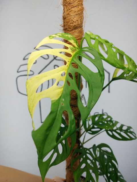 Monstera Acuminata Variegata | Sadzonka 24 | 65cm