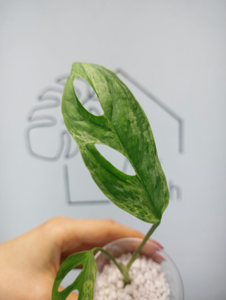 Monstera Adansonii Indonesian Marble Variegata | 10-15cm