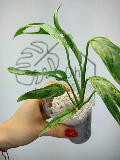 Monstera Adansonii Indonesian Marble Variegata | 20-25cm