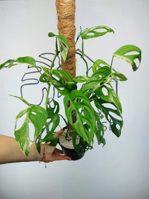 Monstera Adansonii Indonesian Marble Variegata | 50-60cm