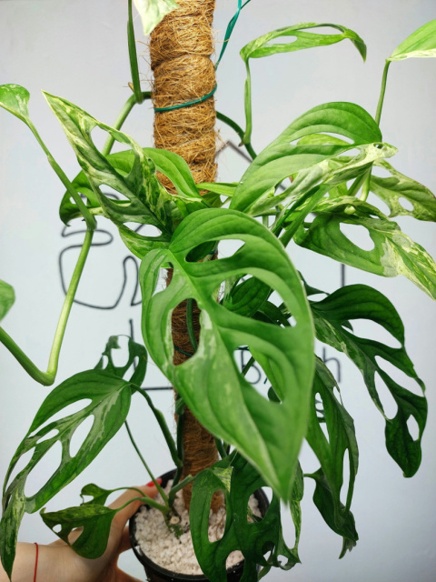 Monstera Adansonii Indonesian Marble Variegata | 50-60cm