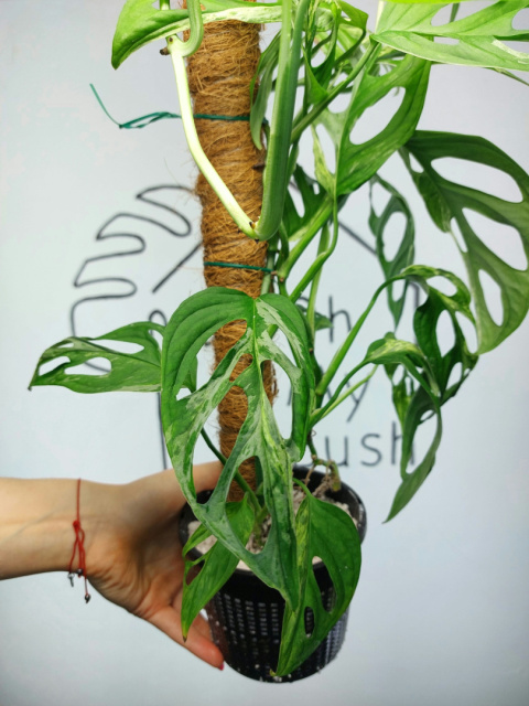 Monstera Adansonii Indonesian Marble Variegata | 50-60cm