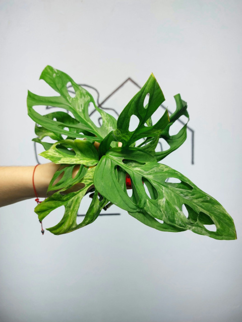 Monstera Adansonii Indonesian Marble Variegata | Pędówka z uszkodzeniem