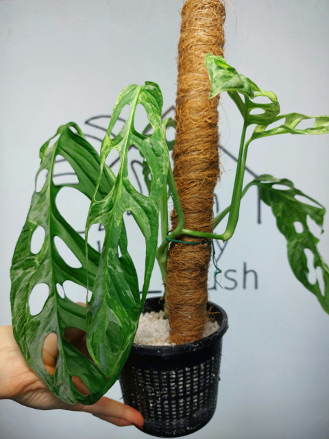 Monstera Adansonii Indonesian Marble Variegata | Sadzonka 24 | 35cm