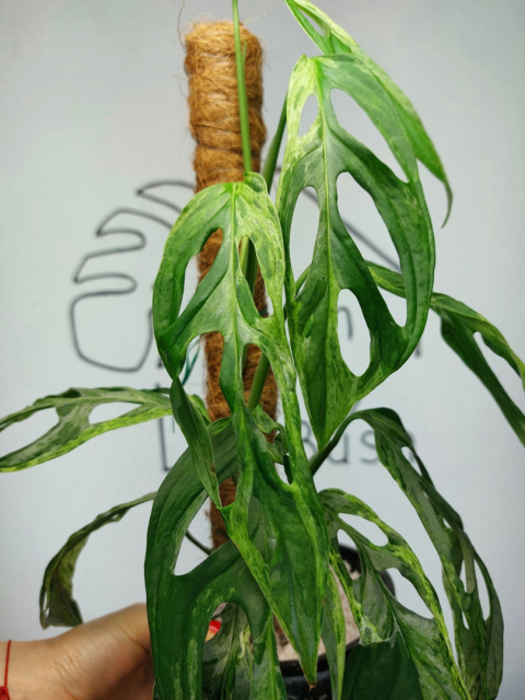 Monstera Adansonii Indonesian Marble Variegata | Sadzonka 25 | 40cm