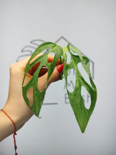 Monstera Adansonii Indonesian Marble Variegata | Szczyt