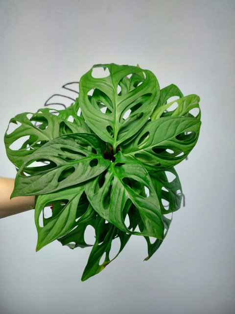 Monstera Adansonii | Pędówka