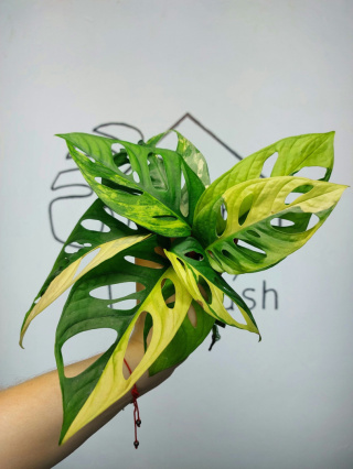 Monstera Adansonii Yellow Variegata | Pędówka mocno wybarwiona