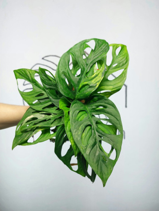 Monstera Adansonii Yellow Variegata | Pędówka