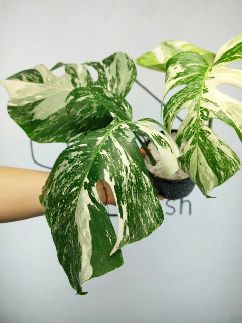 Monstera Albo Variegata | Sadzonka 3 | 35cm