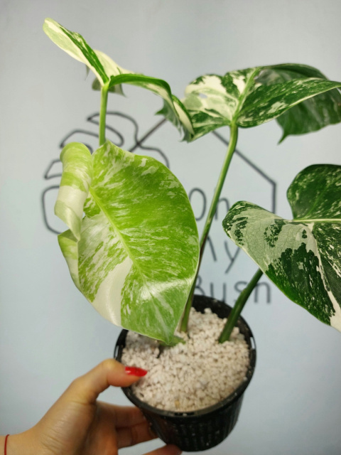 Monstera Albo Variegata | Sadzonka 3 | 35cm