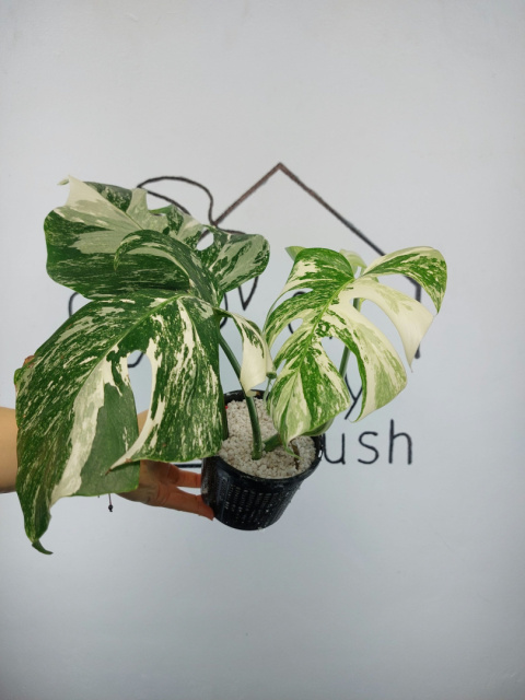 Monstera Albo Variegata | Sadzonka 3 | 35cm