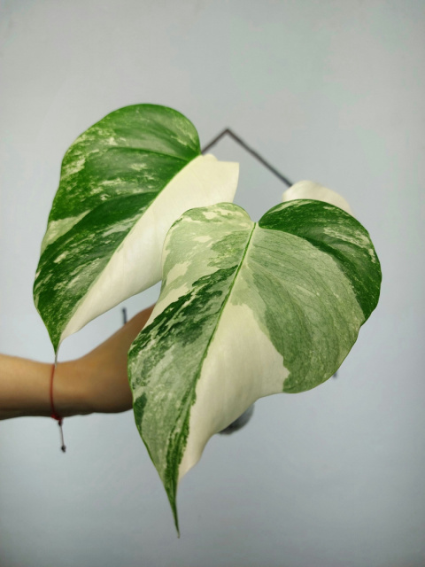 Monstera Albo Variegata | Sadzonka 4 | 30cm